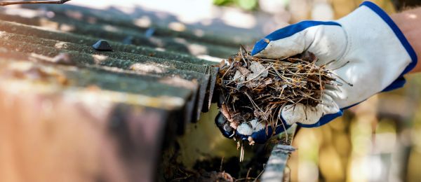 Pine Needle Gutter Cleaning Service